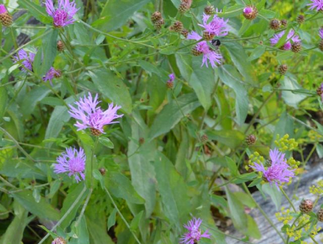 Centaurea nigrescens / Fiordaliso nerastro